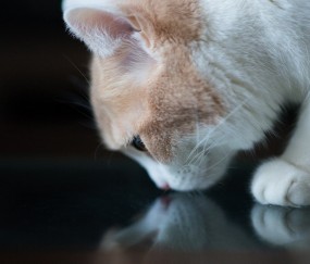 开云体育-年度焦点之战，塞维利亚轻取韩国，战术与意志的完美演绎