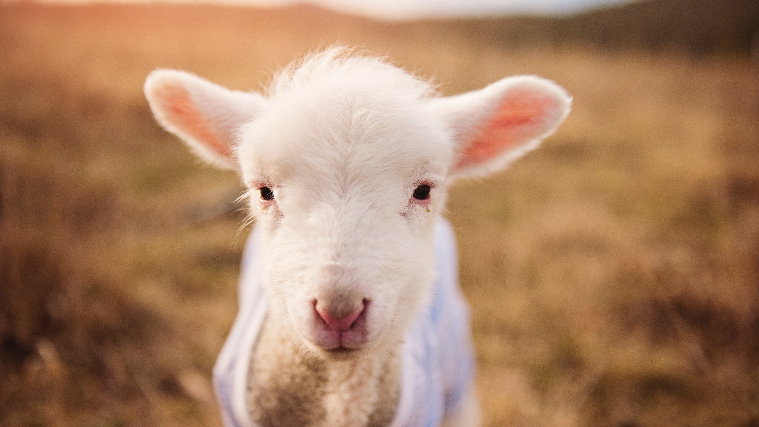 久保建英一剑封喉,法国加时鏖战险胜荷兰